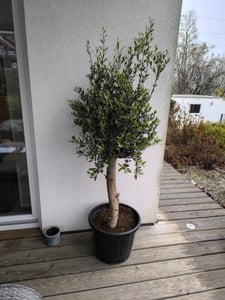 Olivenbaum Olive "Angebot" 150 - 180 cm, beste Qualität, winterhart, Olea Europaea Kunden-Foto 12