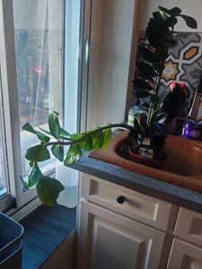 Zamioculcas Raven ca. 60 cm - Schwarze Zamioculcas - Zimmerpflanze Kunden-Foto 1