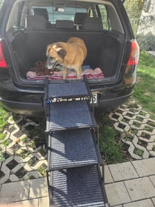 VEVOR Escalera para Perros Plegable para Coche, 4 Peldaños, Rampa para Perros, Capacidad de Carga de 181 kg, Escalones Antideslizantes, Altura Ajustable, Escalera Portátil para Subir a SUVs Camas Sofá Foto del cliente 1