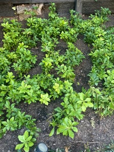 50 Stück, Topf 9cm, Bodendecker Pachysandra terminalis Kunden-Foto 1