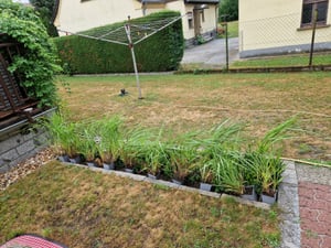 Stauden Gänge 1 x Panicum virgatum 'Squaw' im 1 Liter Topf - Feuerrote Rutenhirse - Ziergras mit leuchtendem Farbenspiel - Winterhart - Mehrjährig Kunden-Foto 1