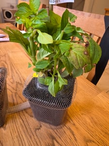 BALDUR Garten 2er Winterhart Hortensien-Sortiment Hydrangea blau und rosa,, Freiland-Hortensie 'Vanille Fraise® und Bauern-Hortensie 'Générale Vicomtesse de Vibraye®', blühend Kunden-Foto 2