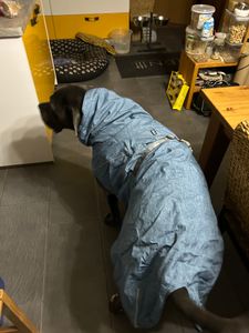 Hurtta Expedition Wintermantel Parka, Farbe:blau, Größe:80 Kunden-Foto 2