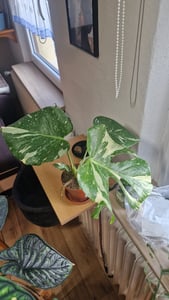 Dehner Fensterblatt Thai Constellation, Monstera deliciosa, Rarität, mit panaschierten Blättern, ca. 15 cm, Ø Topf 12 cm, Zimmerpflanze Kunden-Foto 2