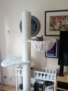 HAPPYPET Kratzbaum 'Leonardo' Grosse Katzen Stabil XXL Deckenhoch, 250 bis 275 cm - 18 cm Dicke Stämme, Katzenkratzbaum für Maine Coons & Ragdolls Kunden-Foto 4