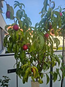 Prunus Persica 'Nectared' Nektarine - Höhe 100 cm - 5-Liter-Topf Kunden-Foto 3