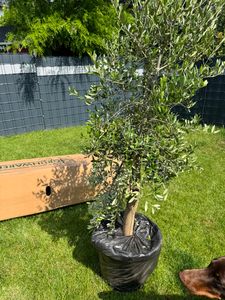 Olivenbaum Olive "Angebot" 150 - 180 cm, beste Qualität, winterhart, Olea Europaea Kunden-Foto 28