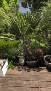 Trachycarpus Fortunei Chinesische Fächerpalme, 140-160 cm, Stammhöhe 30-35 cm, Winterhart bis -18°C, Topf Ø 33 cm Kunden-Foto 1