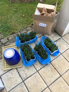 Ilex crenata 'Glorie Gem' 20-25 cm - Stechpalme Heckenpflanzen - Idealer Buchsbaum-Ersatz Kunden-Foto 3