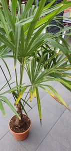 XXL winterharte Palme Hanfpalme 160-220 cm -18 °C Trachycarpus Fortunei Kunden-Foto 19