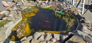 Lawana Algen Stopp, 1 kg - Bekämpft Fadenalgen und grünes Wasser auf natürliche Weise. Beugt Algenwuchs vor. Kunden-Foto 5