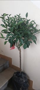 Citrus unshiu – mandarínkový strom Satsuma, 130–160 cm – mrazuvzdorná mandarínka Satsuma, citrusový strom na terasu, balkón a zimnú záhradu Fotografia od zákazníka č. 2