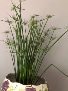 Papiro pianta da appartamento XXL 55 cm di altezza Palma Pianta VERA Foto del cliente 5