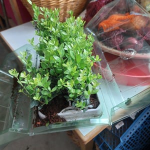 Plants by Frank | 48 Stechpalme Pflanzen | Ilex Crenata 'Jenny' | Heckenpflanzen | Winterhart | Immergrün | Gartenpflanzen Kunden-Foto 4