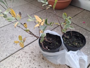 Sibirische Blaubeere Zojka ca. 60 cm – Honigbeere Lonicera caerulea – winterharte Beerenpflanze, süß-aromatische Früchte, robuster Beerenstrauch Kunden-Foto 7