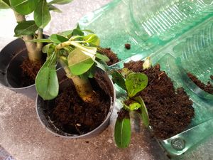 Wüstenrose - 2 Stk - Adenium obesum - Höhe 25-40cm - ⌀11cm Kunden-Foto 1