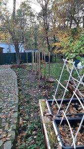 Set mit 3 Obstbäumen – 1 Apfel, 1 Birne, 1 Kirsche – Höhe +100 cm – 5-Liter-Topf – Mischung A Kunden-Foto 16