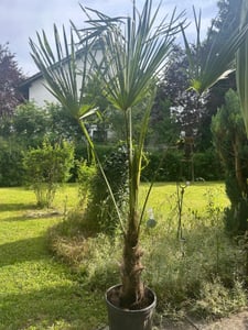 XXL Palme Stammhöhe 40-50 cm winterhart 160-180 cm Trachycarpus fortunei, Hanfpalme, Kunden-Foto 62