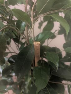 Birkenfeige Ficus Benjamina Exotica, 130–150 cm – Veľká izbová rastlina, ficus čistíaci vzduch, nenáročná zelená rastlina vhodná do kancelárie a domácnosti Fotografia od zákazníka č. 5