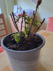 BALDUR Garten Zwerg-Schmetterlingsflieder 'Little Rockstars®' weiß,1 Pflanze, super kompakt, niedriger Wuchs, blüht monatelang, für Terrasse & Balkon, duftende Blüten, winterhart & pflegeleicht Kunden-Foto 1