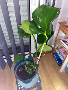 Monstera deliciosa, circa 50 cm – Deliziosa pianta da interno, ideale per finestre, perfetta come pianta ornamentale per il soggiorno, l'ufficio, per creare un ambiente "urban jungle" o per decorare gli spazi Foto del cliente 1