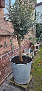 Olivenbaum Olive "Angebot" 150 - 180 cm, beste Qualität, winterhart, Olea Europaea Kunden-Foto 21