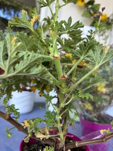 Bloomique - 3er Set - Pelargonium Graveolens - Zitronengeranie - Geranien Pflanzen - Anti Mücken - Herrlich Duftend - Höhe 15-25 cm - Topf 12 cm Kunden-Foto 10
