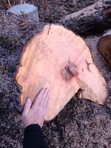 2x catena 1,5mm/0,325"/76 50 cm (20") Timberpro Timbertech Husqvarna Stihl Foto del cliente 2
