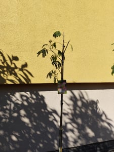 Albizia julibrissin 'Ombrella' – Seidenbaum, Schlafbaum 180-190 cm - Hochstamm Kunden-Foto 1