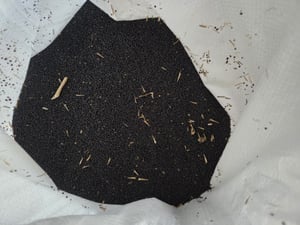 10 kg Raps Rapssamen Gereinigt Rapssaat Rapskissen Kissen Wärmekissen Kissen DML Kunden-Foto 1