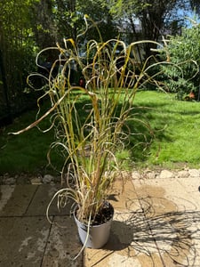 Stauden Gänge 1 x Miscanthus sinensis im 1 Liter Topf - Chinaschilf - Pflegeleicht und prachtvoll, das ganze Jahr - Winterhart - Mehrjährig Kunden-Foto 1