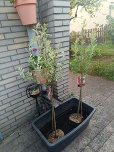 Saule crevette - Set de 2 - Salix integra 'Flamingo' - Hauteur 90-110cm - ⌀19cm Photo du client 1