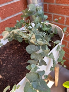 2 Stück Eukalyptus Gunnii - Frostharter und duftender Eucalyptusbaum  30-40 cm Gesamthöhe im Topf bis-10 Grad Kunden-Foto 1
