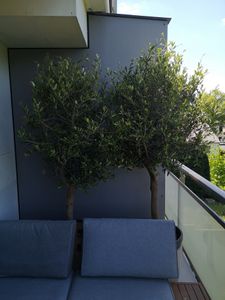 Olivenbaum Olive "Angebot" 150 - 180 cm, beste Qualität, winterhart, Olea Europaea Kunden-Foto 33