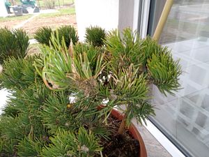 Pinus mugo Jacobsen - zwergige Latschenkiefer Jacobsen Kunden-Foto 1