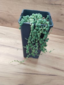 Erbse am Band - Senecio rowleyanus 14cm Topf Kunden-Foto 1