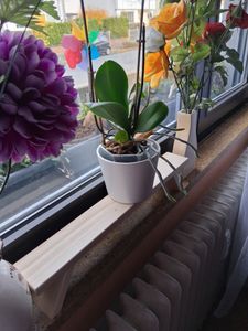 Fensterbank - 50 cm, Original Erzgebirge Kunden-Foto 1