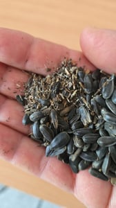 Graines de tournesol noires, 20 kg – Nourriture pour oiseaux, nourriture pour chevaux, nourriture pour volailles, aliment naturel pour les oiseaux sauvages Photo du client 1