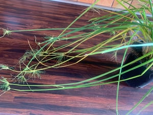 Papiro pianta da appartamento XXL 55 cm di altezza Palma Pianta VERA Foto del cliente 4
