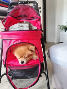 PawHut Hundewagen Pet Stroller für kleine Hunde Haustierwagen Oxford Blau Kunden-Foto 1