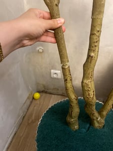 VEVOR Albero di ulivo artificiale, 2,1 m, con vaso nero, albero artificiale con tronco in legno naturale e foglie e frutti verdi realistici, pianta artificiale per uso interno, casa, ufficio, salotto Foto del cliente 2
