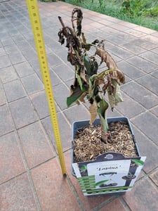 Ciliegio dolce Lapins 100–120 cm – ciliegio autofertile, Prunus avium, molto produttivo, resistente al freddo, ciliegie aromatiche Foto del cliente 3