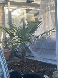 XXL Palme Stammhöhe 40-50 cm winterhart 160-180 cm Trachycarpus fortunei, Hanfpalme, Kunden-Foto 15