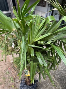 XXL winterharte Palme Hanfpalme 160-220 cm -18 °C Trachycarpus Fortunei Kunden-Foto 22