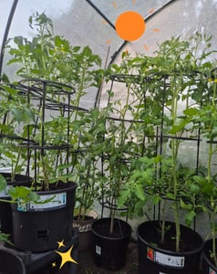 Kvetináč na pestovanie paradajok TOMATO GROWER antracit 39,2cm (max. výška: 153cm) Fotografia od zákazníka č. 3