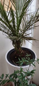 Palme 90-120 cm, Phoenix canariensis, kanarische Dattelpalme, kräftige Palmen, keine Jungpflanzen Kunden-Foto 4