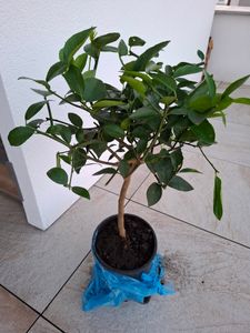 Limetovník „Lima Verde“ (limetka na caipirinhu) 70–100 cm – voňavé plody, citrusová rastlina na balkón, terasu a zimnú záhradu Fotografia od zákazníka č. 4