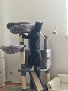 Purpurra Kratzbaum Mehrstöckiger Katzenturm für Wohnungskatzen, 105cm Höhe Kunden-Foto 7