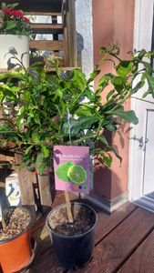 Drzewko limonki kaffir 70–100 cm – Citrus Hystrix (limonka kaffir, combava, papeda) – egzotyczna roślina cytrusowa do kuchni, na balkon i taras Zdjęcie produktu od klienta nr 4
