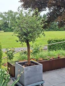 Olivenbaum Olive "20 Jahre" beste Qualität, Stammumfang 20 - 30 cm, winterhart, Olea Europaea Kunden-Foto 10